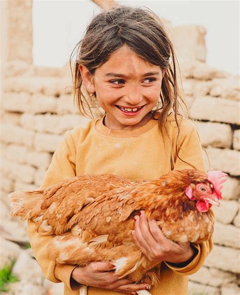 Donate chickens for families in need .